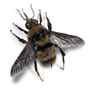 Killer bees have